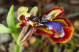 Abellera de mirall ("Ophrys speculum")