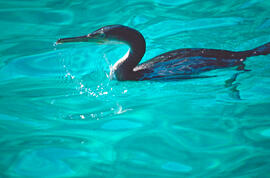 Corpatassa ("Phalacrocorax carbo")
