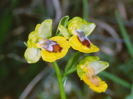 Abellera groga ("Ophrys lutea")