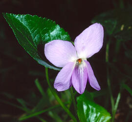 Viola ("Viola alba")