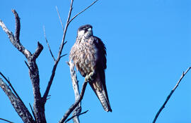 Falcó marí ("Falco eleonorae")