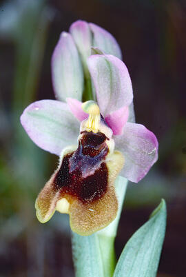 Mosca vermella ("Ophrys tenthredinifera")