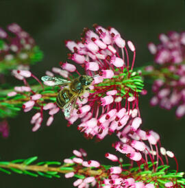 Bruc d'hivern ("Erica multiflora")