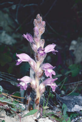 Espàrec bord ("Orobanche ramosa")