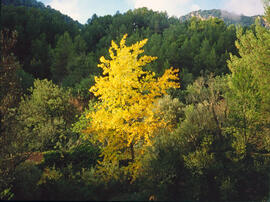 Auró negre ("Acer monspessulanum")