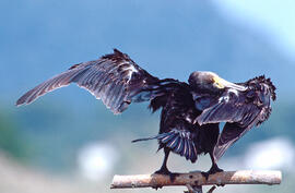 Corpatassa ("Phalacrocorax carbo")