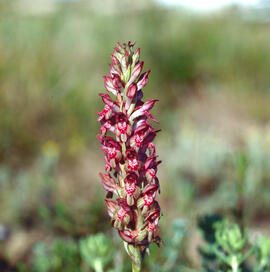 Abellera olorosa ("Anacamptis coriophora")