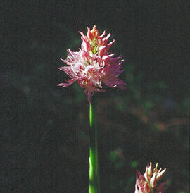 Orquídia ("Neotinea tridentata")