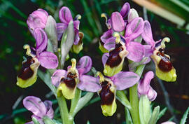 Mosca vermella ("Ophrys tenthredinifera")