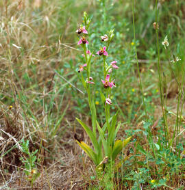Abellera vermella ("Ophrys tenthredinifera")