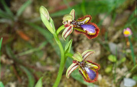 Abellera de mirall ("Ophrys speculum")