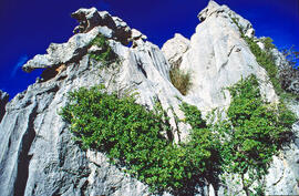 Serra de Tramuntana. Zona càrstica prop de Lluc. Escorca