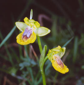 Abellera groga ("Ophrys lutea")