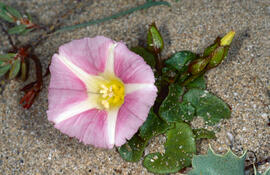 Campaneta ("Convolvulus arvensis")
