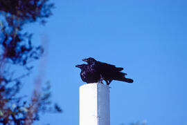 Corb ("Corvus corax")