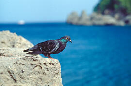 Colom ("Columba livia")