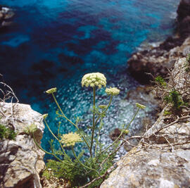 Fonollassa ("Daucus carota")
