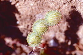 Llapassa, repalassa borda o bardana borda ("Xanthium strumarium")