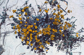 Ramell de Sant Ponç ("Helichrysum stoechas")