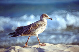 Gavina comuna jove ("Larus michahellis")