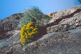 Ramell de Sant Ponç ("Helichrysum stoechas")