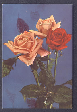 image 01