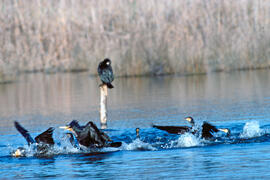 Corpatassa ("Phalacrocorax carbo")