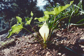Sariassa ("Arum italicum")