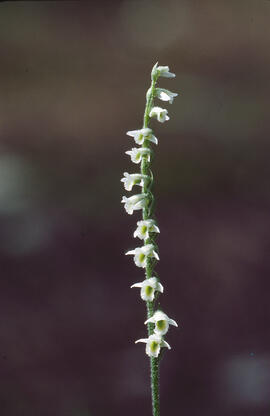 Orquídia de tardor ("Spiranthes spiralis")