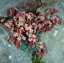 "Sedum dasyphyllum"