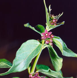 Pebrotera borda ("Vincetoxicum nigrum")