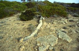 Paisatge de mates baixes i pinar