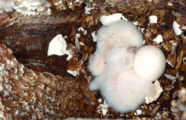 Cries de mussol jove ("Otus scops")