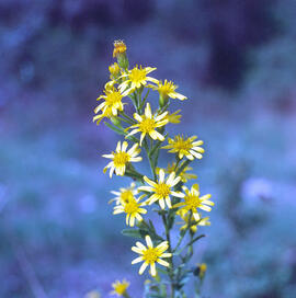 Vara d'or ("Solidago virgaurea")