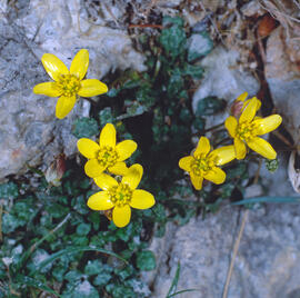 Agrella ("Oxalis corniculata")