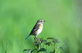 Picamosques ("Muscicapa striata")