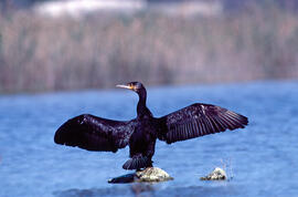 Corpatassa ("Phalacrocorax carbo")