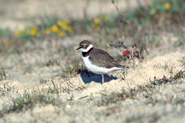Tiruril·lo ("Charadrius alexandrinus")