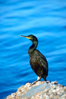 Corb marí ("Phalacrocorax aristotelis")