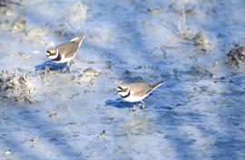 Tiruril·los ("Charadrius alexandrinus")