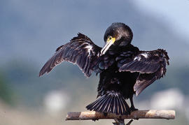 Corpatassa ("Phalacrocorax carbo")
