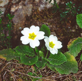 "Ranunculus fluitans"